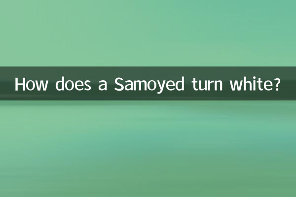 How does a Samoyed turn white?