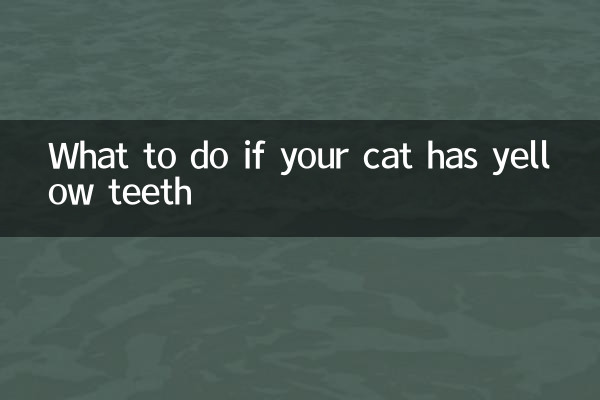 O que fazer se o seu gato tiver dentes amarelos