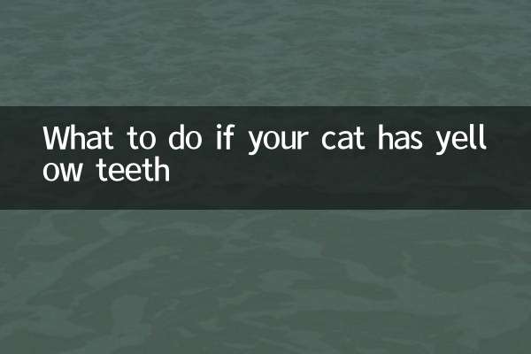 貓牙齒黃怎麼辦