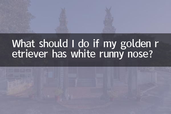 What should I do if my golden retriever has white runny nose?