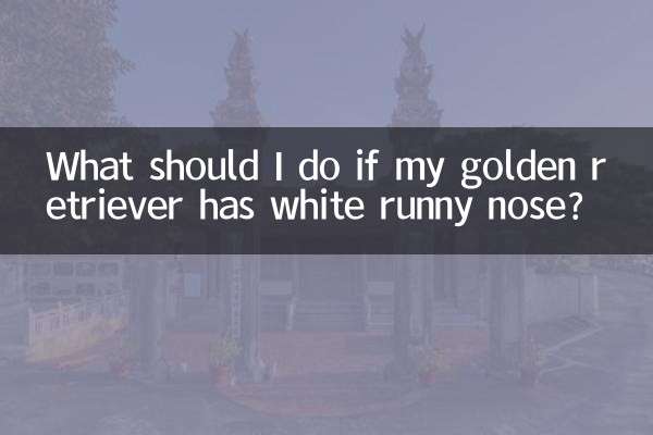 What should I do if my golden retriever has white runny nose?
