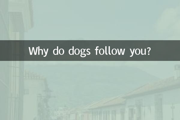 لماذا تتبعك الكلاب؟