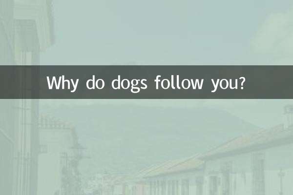 Por que os cães seguem você?