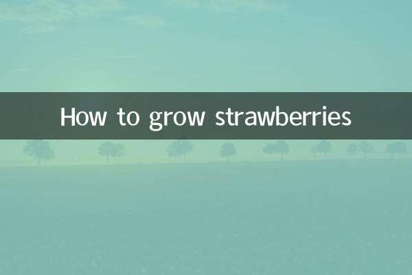How to grow strawberries