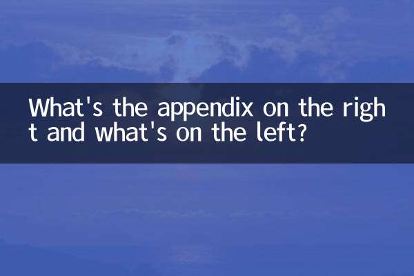 What's the appendix on the right and what's on the left?