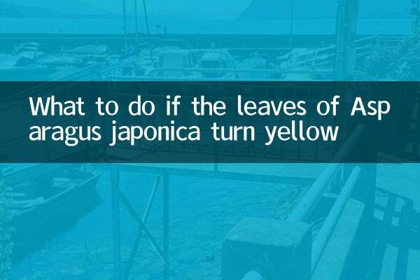 What to do if the leaves of Asparagus japonica turn yellow