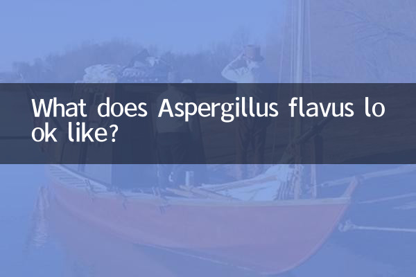 Aspergillus flavus는 어떻게 생겼나요?