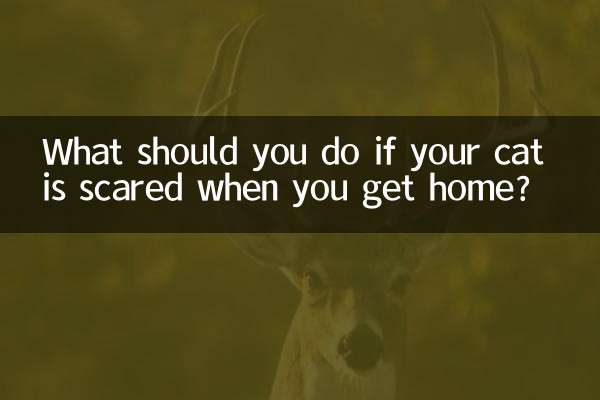 আপনি বাড়িতে ফিরে আপনার বিড়াল ভয় পেলে কি করা উচিত?