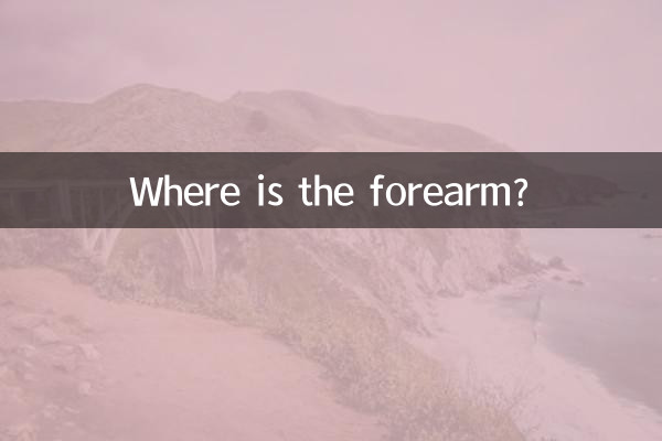 小臂在什麼位置