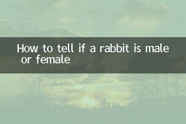 كيفية معرفة ما إذا كان الأرنب ذكرا أم أنثى