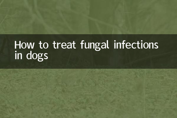 犬の真菌感染症を治療する方法