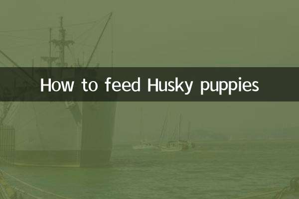 نحوه تغذیه توله سگ هاسکی