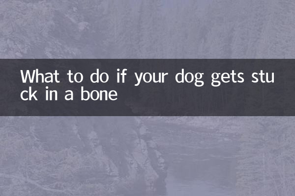 犬が骨に刺さった場合の対処法