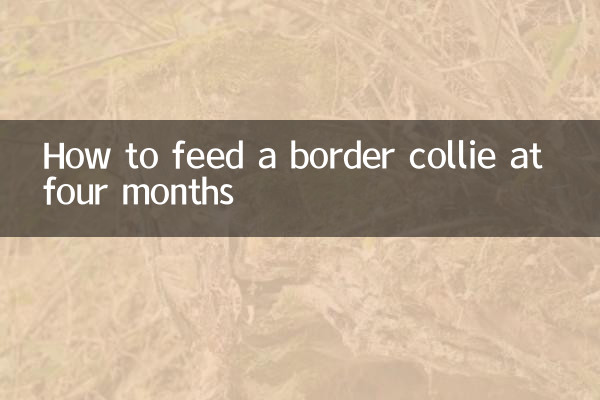 生後4ヶ月のボーダーコリーに餌を与える方法
