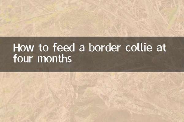 生後4ヶ月のボーダーコリーに餌を与える方法