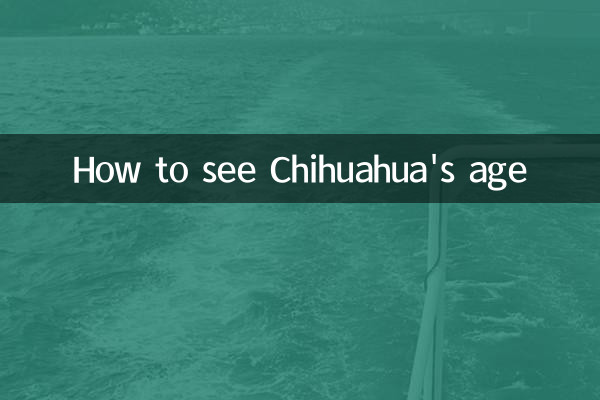Cómo ver la edad de Chihuahua