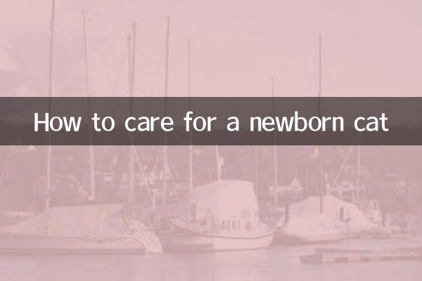 Como cuidar de um gato recém-nascido