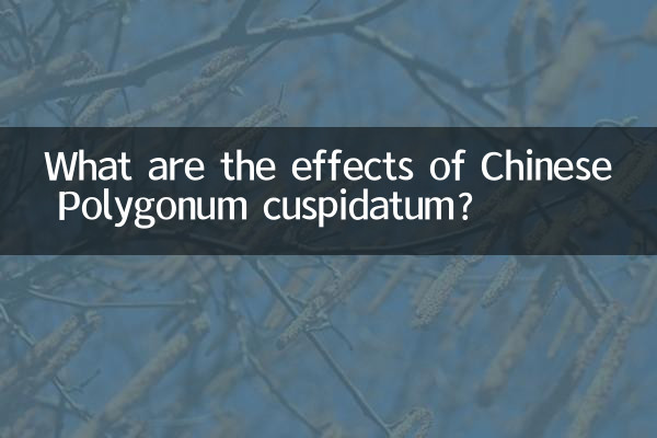 Quais são os efeitos do Polygonum cuspidatum chinês?