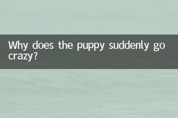 강아지가 갑자기 미쳐가는 이유는 무엇입니까?