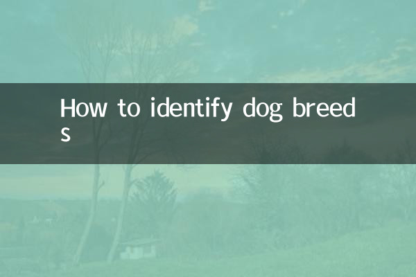 Come identificare le razze canine