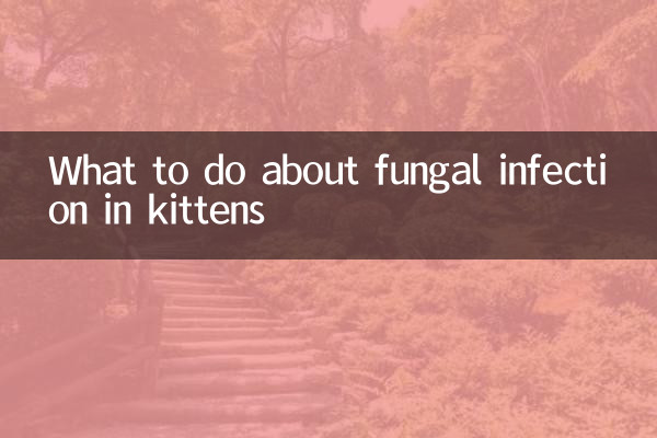 در مورد عفونت قارچی در بچه گربه ها چه باید کرد؟