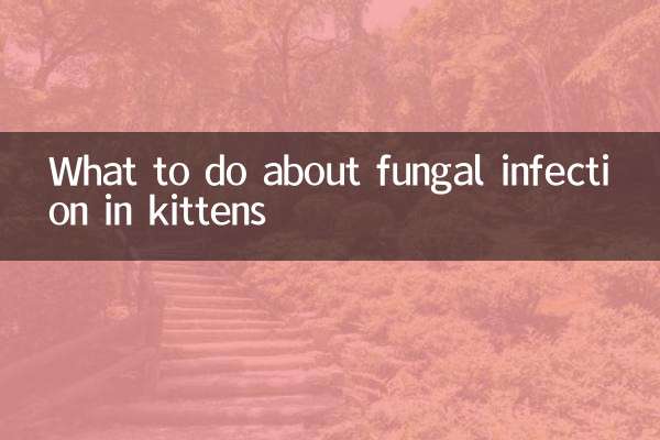 बिल्ली के बच्चे में फंगल संक्रमण के बारे में क्या करें?