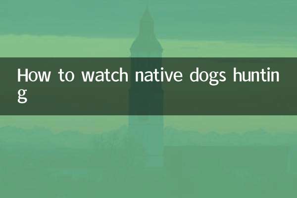 토종견의 사냥을 지켜보는 방법