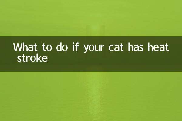 What to do if your cat has heat stroke