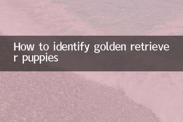 金毛幼犬怎么辨别