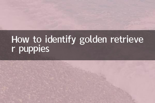 گولڈن ریٹریور پپیوں کی شناخت کیسے کریں