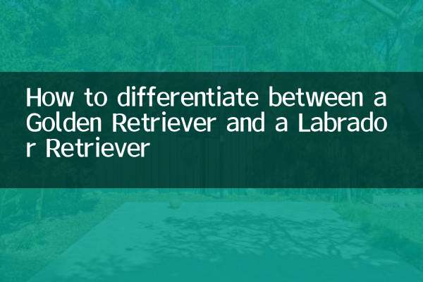 Wie man zwischen einem Golden Retriever und einem Labrador Retriever unterscheidet