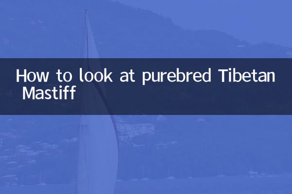 How to look at purebred Tibetan Mastiff