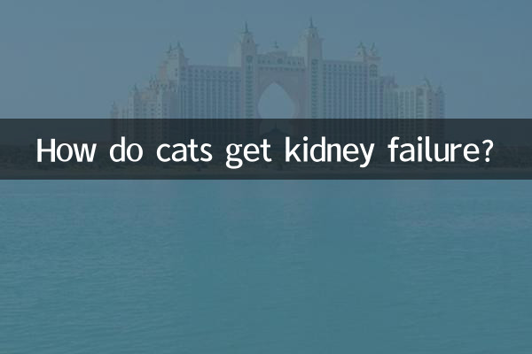 How do cats get kidney failure?