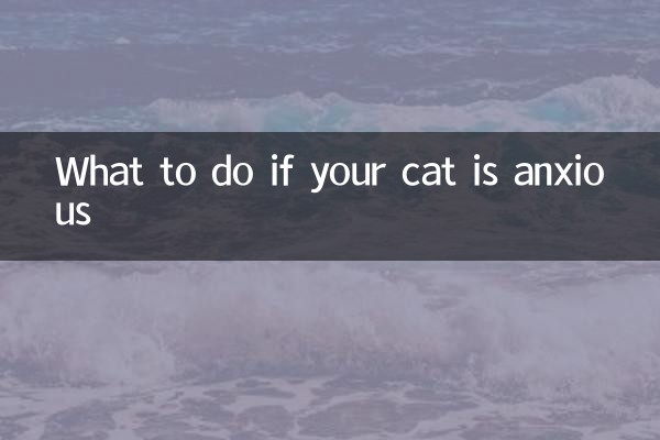 ماذا تفعل إذا كانت قطتك قلقة؟