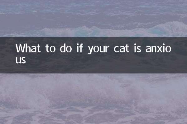 Cosa fare se il tuo gatto è ansioso