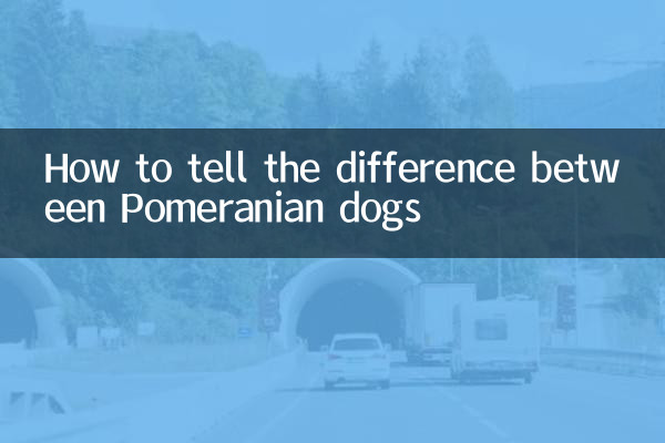 پومرانی کتوں کے درمیان فرق کیسے بتائیں