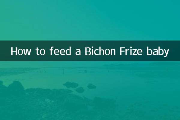 How to feed a Bichon Frize baby
