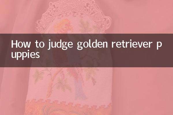 How to judge golden retriever puppies