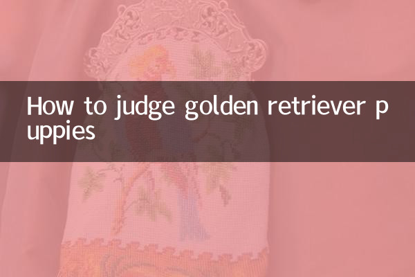 How to judge golden retriever puppies