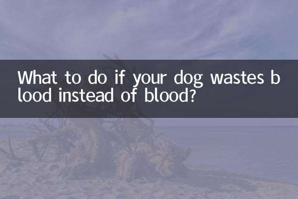 狗狗垃稀代血怎麼辦