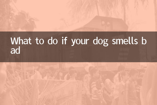 اگر سگ شما بوی بدی داد چه باید کرد؟