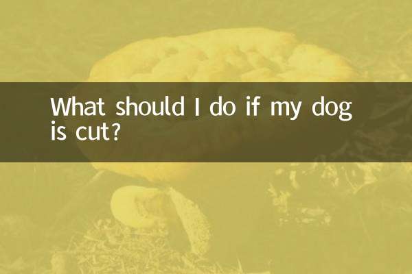 把狗剪破了怎么办
