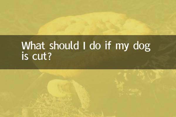 把狗剪破了怎么办
