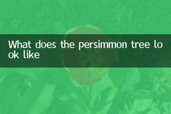 Persimmon Treeはどのように見えますか