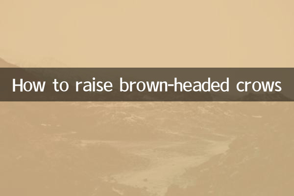 Cómo criar cuervos de cabeza marrón