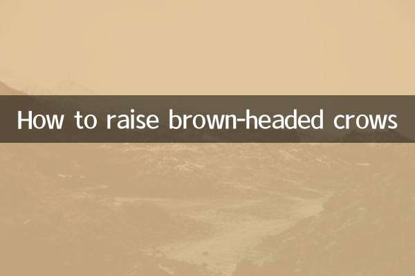 Comment élever des corbeaux à tête brune
