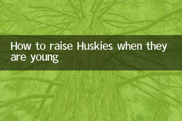 허스키가 어릴 때 키우는 방법