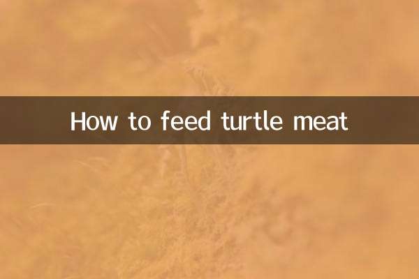 怎麼餵烏龜吃肉
