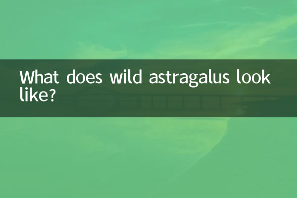 जंगली एस्ट्रैगलस कैसा दिखता है?
