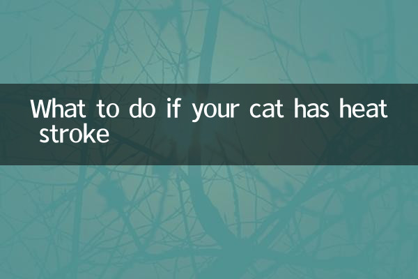 What to do if your cat has heat stroke